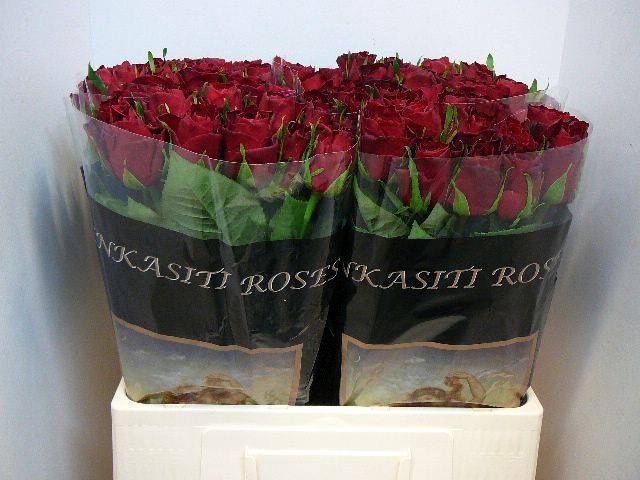 <h4>R Gr Madam Red</h4>