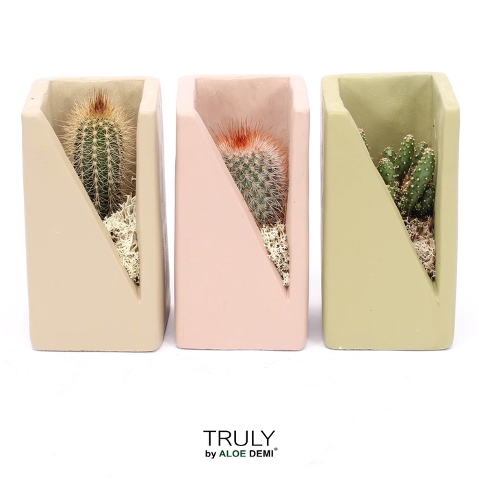 <h4>TRULY Cactus, Meles concrete moss - Green Beige Pink</h4>