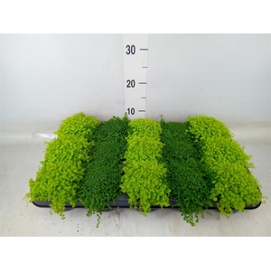 Soleirolia soleirolii   ...mix 2