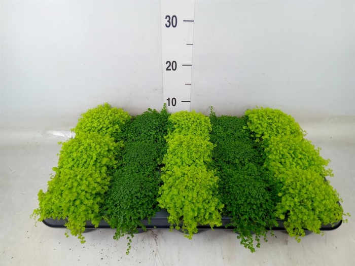 <h4>Soleirolia soleirolii   ...mix 2</h4>