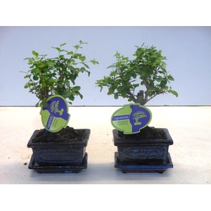 Ligustrum sinensis, 12cm., broom, with drip tray