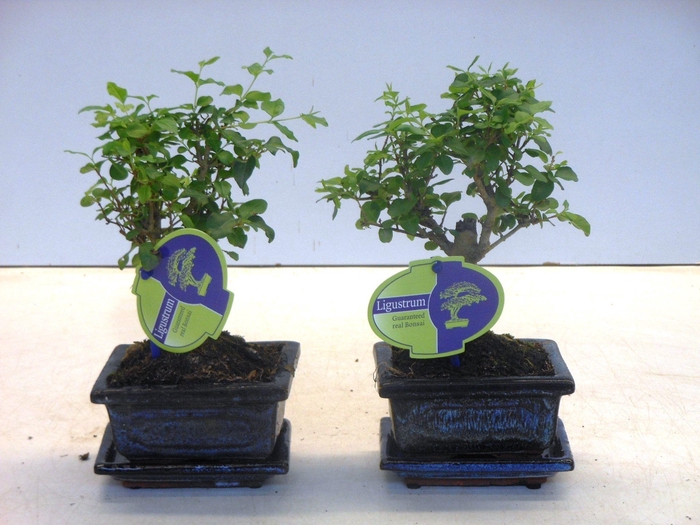 <h4>Ligustrum sinensis, 12cm., broom, with drip tray</h4>