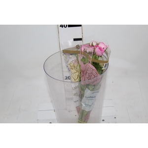 RANUN. ELEGANCE ROSA 030 CM ROSA CLARO