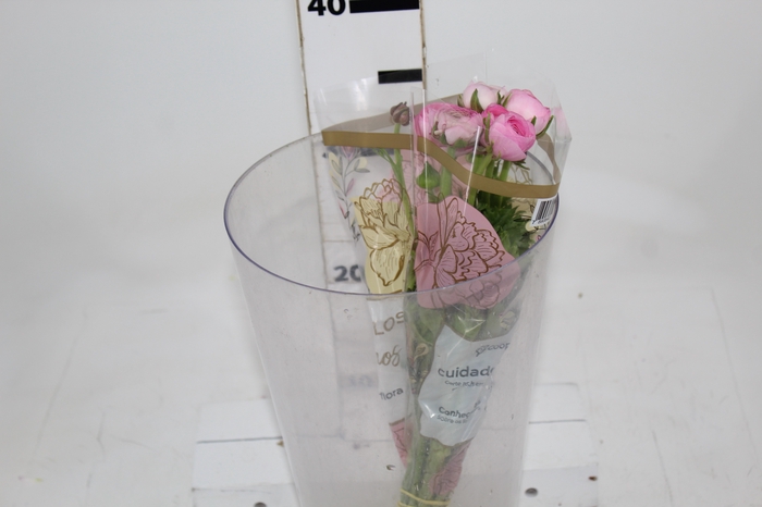 <h4>RANUN. ELEGANCE ROSA 030 CM ROSA CLARO</h4>