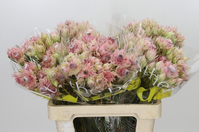 <h4>Blushing Bride Bridal Pink</h4>