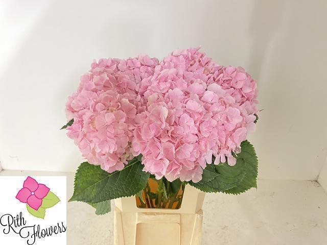 <h4>HYDR M CH VERENA</h4>