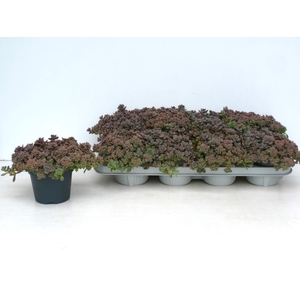 SEDUM CAUT LIDAKENSE