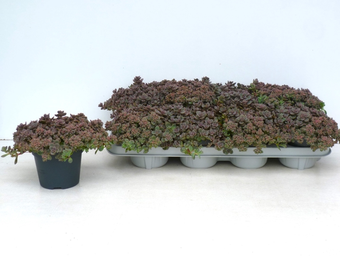 SEDUM CAUT LIDAKENSE