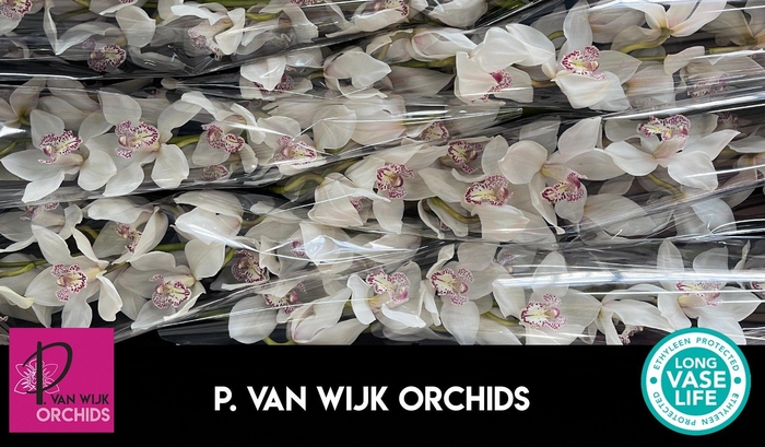 <h4>CYMB T MRS SUGAR LEE</h4>