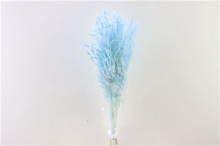 <h4>Dried Avena Salv L Blue Bunch</h4>