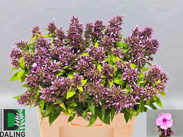 <h4>PHLOX P BRI EYES</h4>