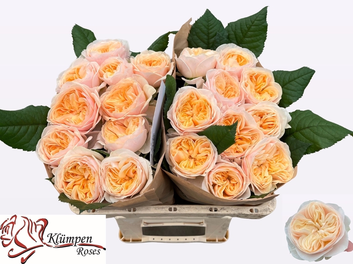 <h4>R Gr Freya Gardens Kluempen</h4>