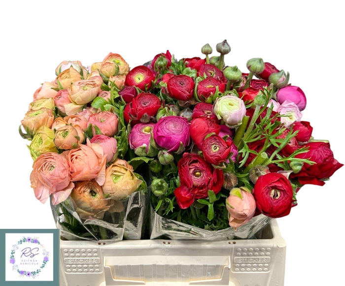 <h4>RANUNCULUS OV</h4>