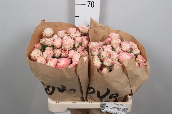 <h4>R Tr Charming Flow</h4>