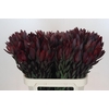 Leucadendron Saf Sunset Dark R.