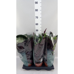 Calathea   ...mix