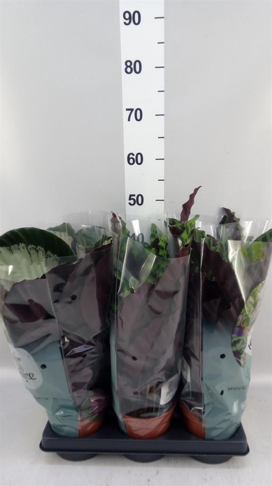 <h4>Calathea   ...mix</h4>