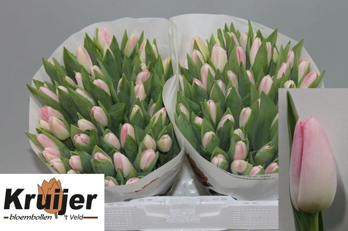 <h4>Tulipa si dynasty</h4>