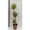 Dracaena marg. 'Sunray'