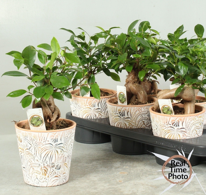 <h4>FIC MI GINSENG</h4>