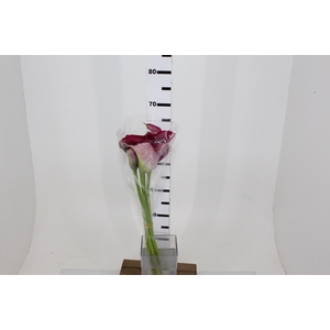 CALLAS PROMISE 070 CM