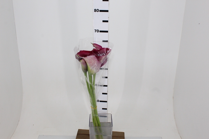 CALLAS PROMISE 070 CM