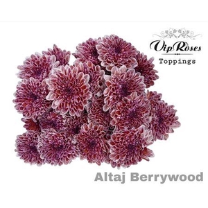 CHR T ALTAJ BERRYWOOD