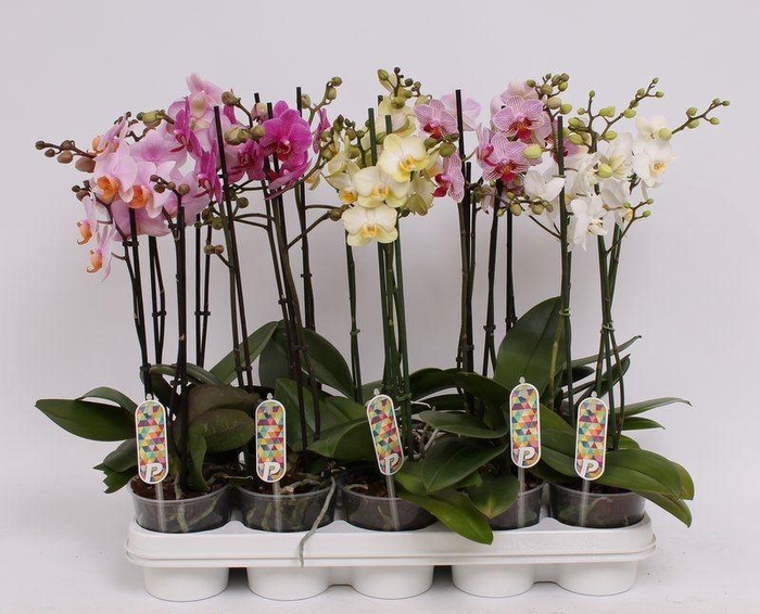 <h4>Phal. Multiflora 2-tak mix "Twinmix" 22+ 5 kleuren</h4>