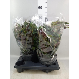 Aeschynanthus marmoratus