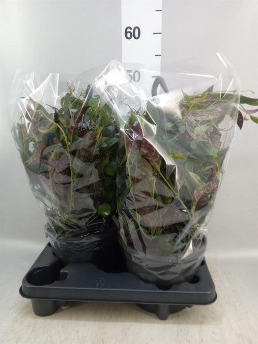 <h4>Aeschynanthus marmoratus</h4>