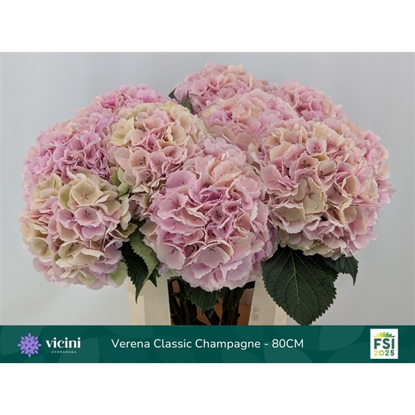 <h4>Hydr Verena Classic Champagne 80 cm Vicini</h4>
