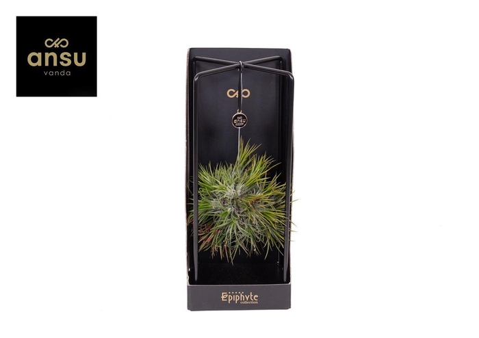 <h4>Tillandsia variés</h4>