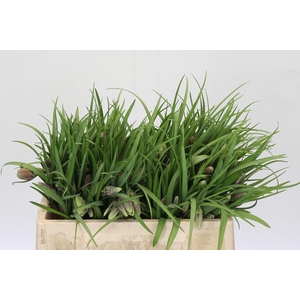 Fritillaria Meleagris