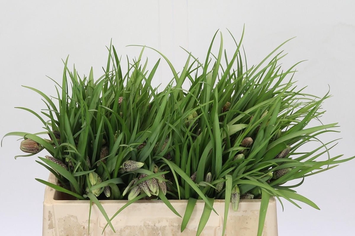 <h4>Fritillaria Meleagris</h4>