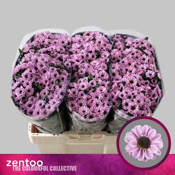 Chr San Yin Yang Pink Zentoo