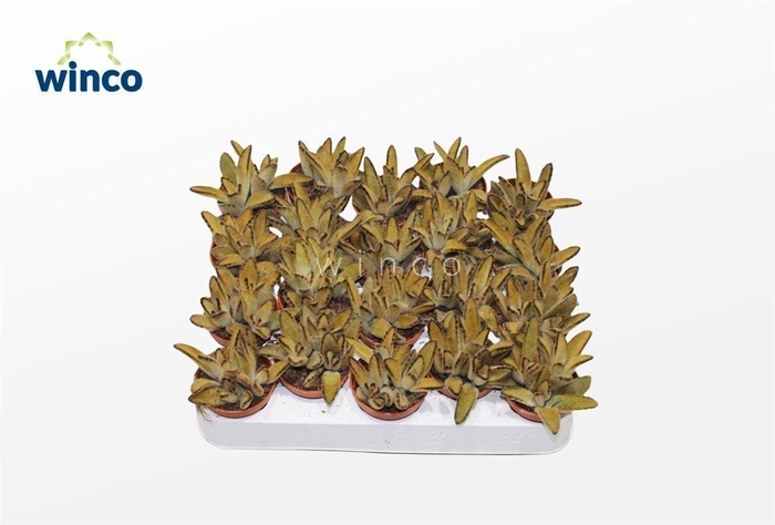 Kalanchoe Golden Girl