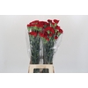 Dianthus St Don Pedro