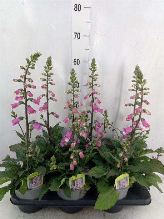 <h4>Digitalis  'Pink Panther'</h4>