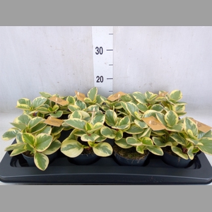 Peperomia obt. 'Variegata'