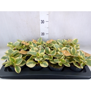 Peperomia obt. 'Variegata'