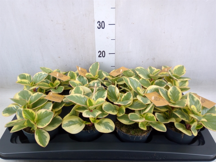 <h4>Peperomia obt. 'Variegata'</h4>