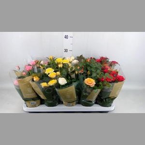 Rosa  'Kordana Grande'   ...mix