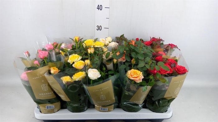 <h4>Rosa  'Kordana Grande'   ...mix</h4>