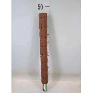 Decoratie  ..Klimstok composteer H%