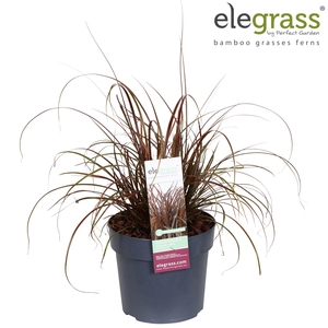 Uncinia rubra 'Everflame' P19