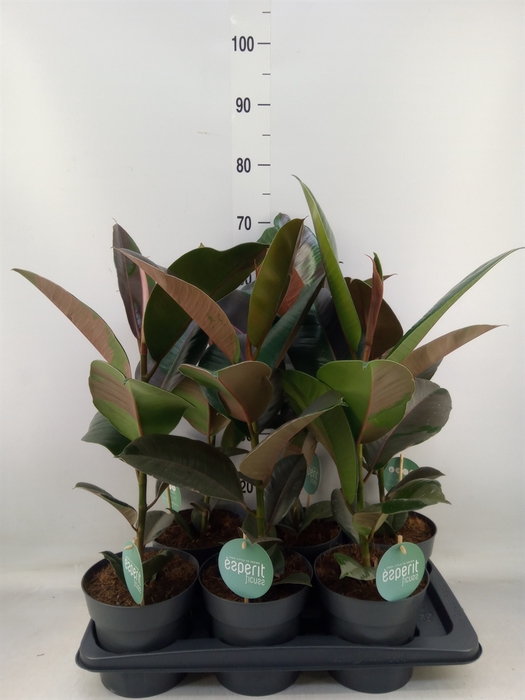 <h4>Ficus elastica 'Pink Camouflage'</h4>