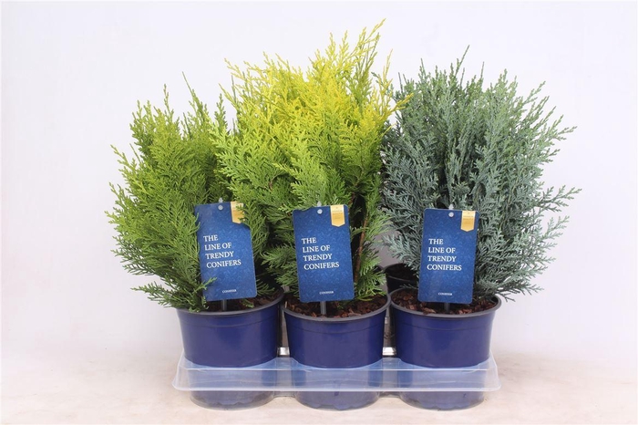 <h4>Cham Law Gemengd</h4>