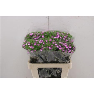 Di Barb Lila Fantasia