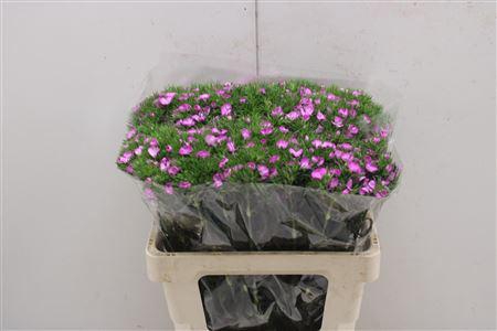 <h4>Di Barb Lila Fantasia</h4>