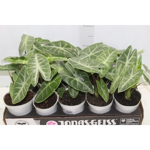 ALOCASIA LONGILOBA P12